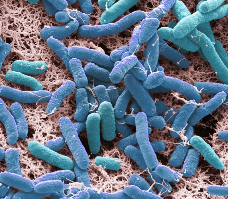 Pseudomonas Aeruginosa Bacteria