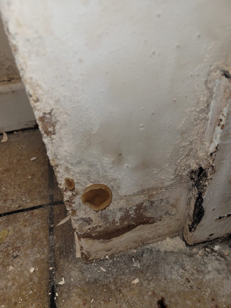 mould growth stemming from skirting boards into the plaster