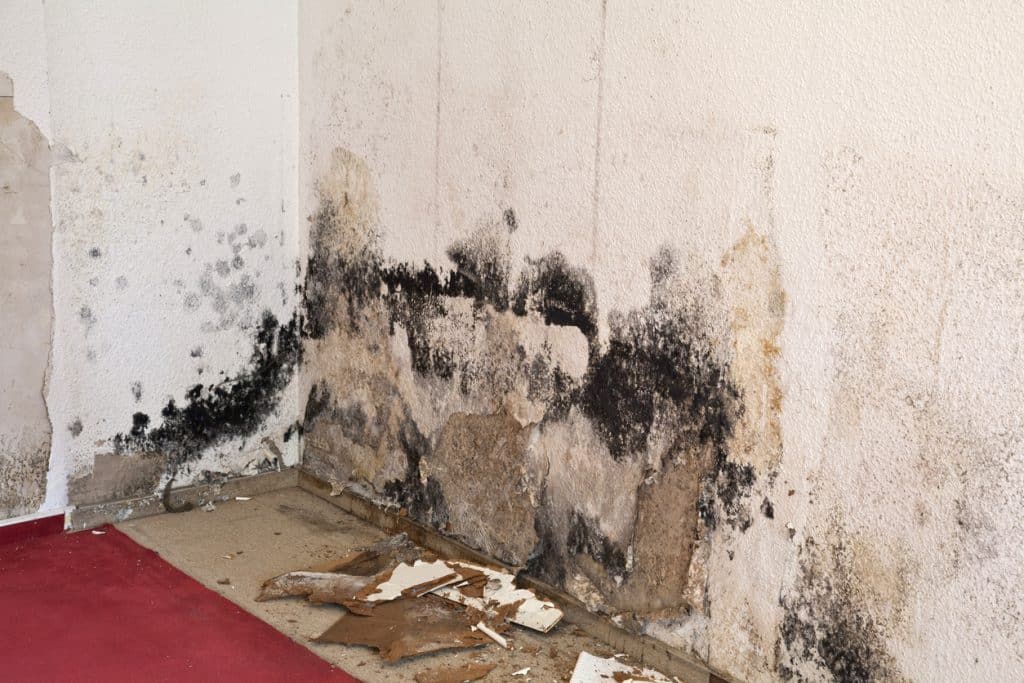 Mould Awareness